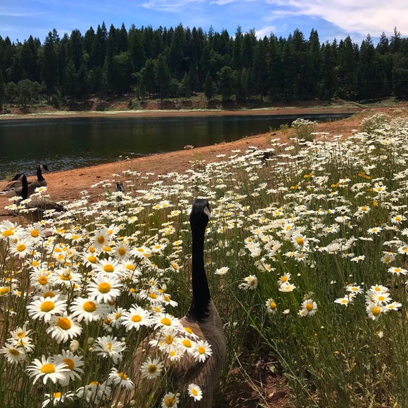 Meet your Posher, Sheerin - Picture 1 of 1